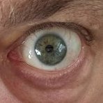 Draculus
