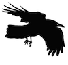 Raven